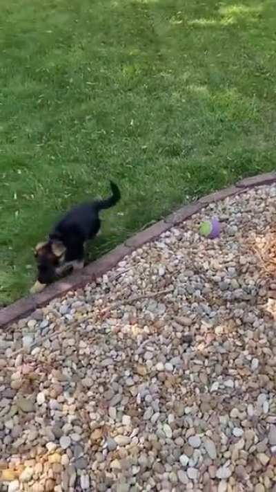 Puppy: mooooom he hit me *not a single scratch on him*