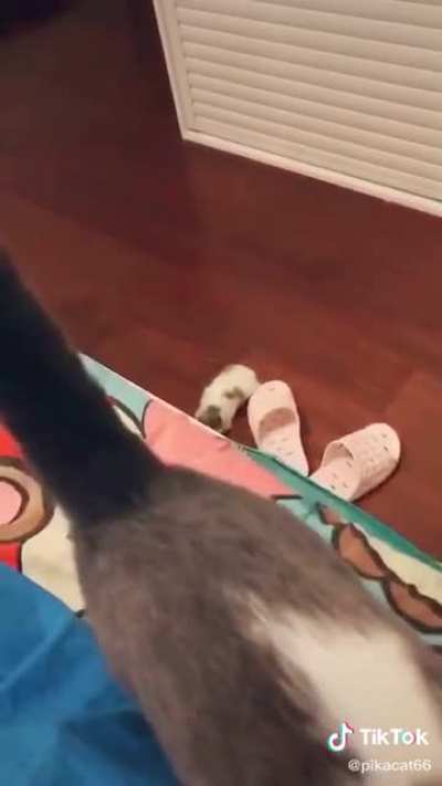 Poor Kitten...