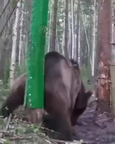 A man build a scratch spot for bears in the woods