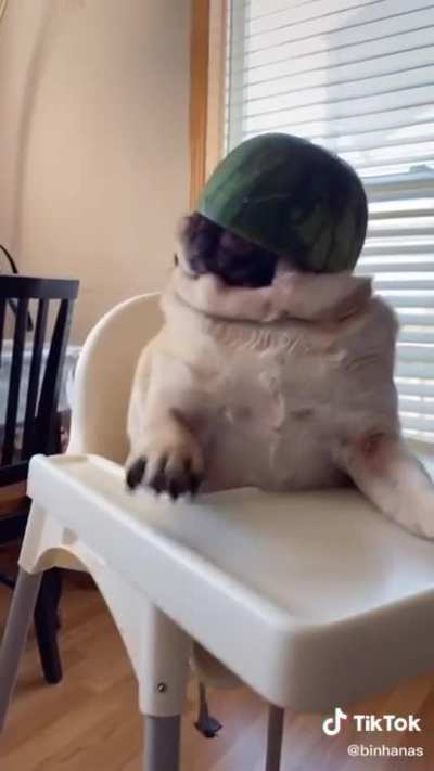 Cocomelon has no mercy