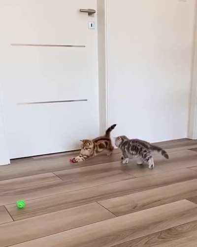 Котики