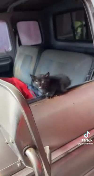 Man hears a kitten in his garage