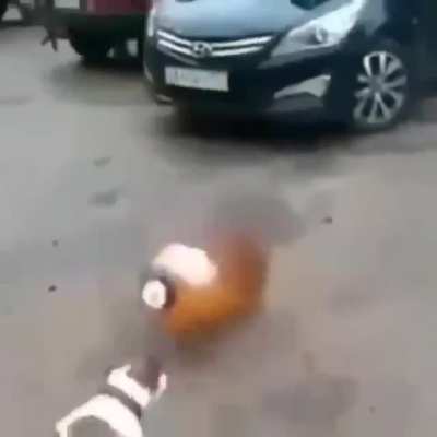 Blursed Dog