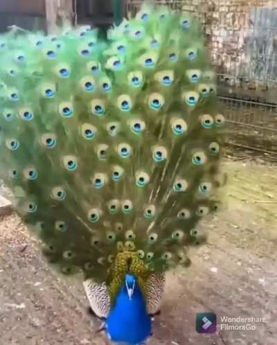 Peacock showing off its tail