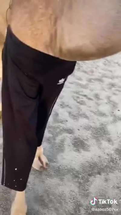 Funny camel pants