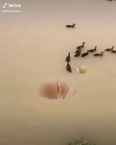 Mission failed