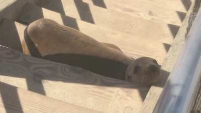 Sleepy Seal ain’t movin’