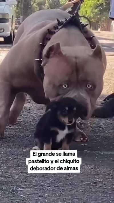 Cómo debe de ser 🗿