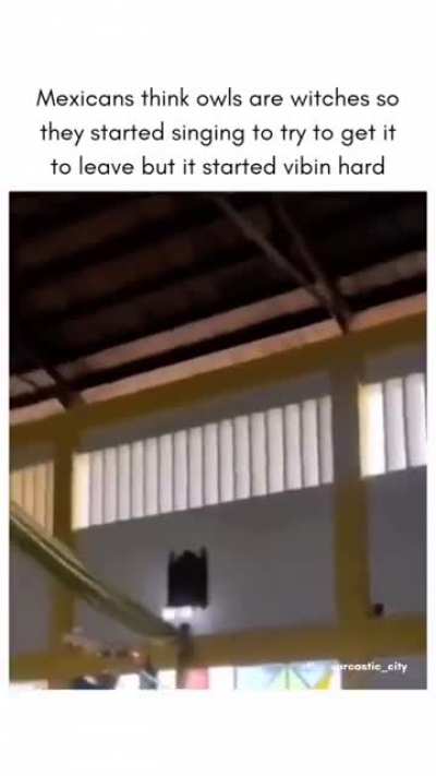 Blursed owl🦉