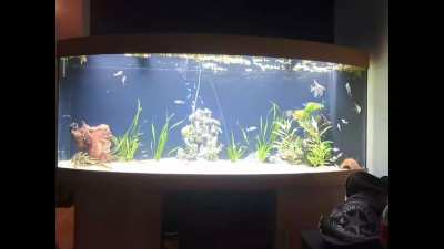 thoughts and tips on my 100gal? started adding fish on Monday and have got 1 more inhabitant left to add