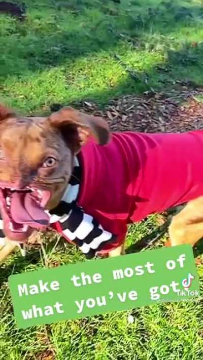 Dog with no nose