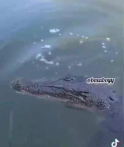 Crocodah!