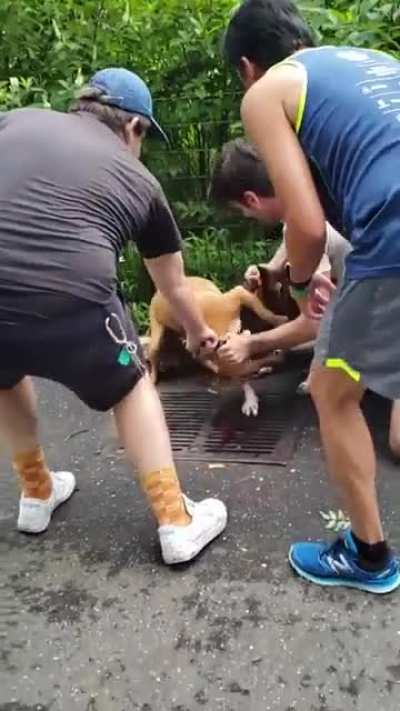 What y’all woulda did if this was yo dog? (Happened in Fort Greene BK)