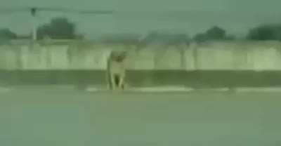 blursed_dogee