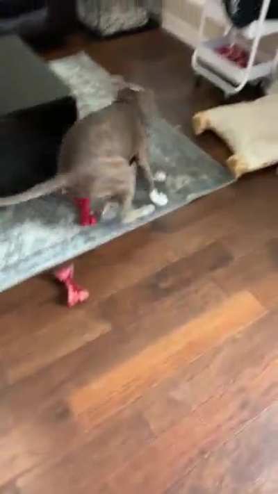 What the dog doin?