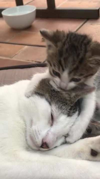 Little Brothers are always jerks when you wanna sleep💤