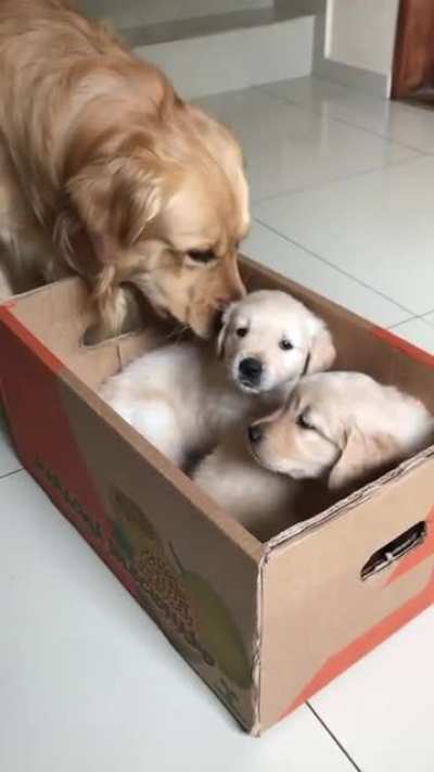 Wait for it