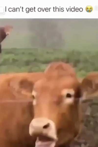 🙈🐮❤️