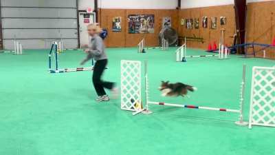 we’ve been doing agility training for two months now! so proud of her.