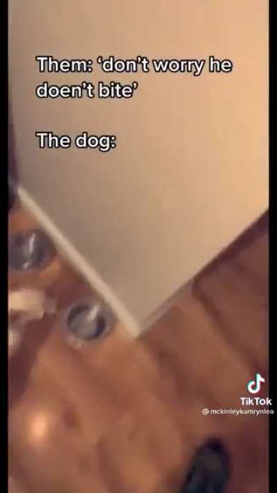 dawg