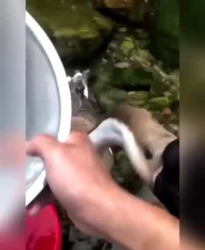 Bonk