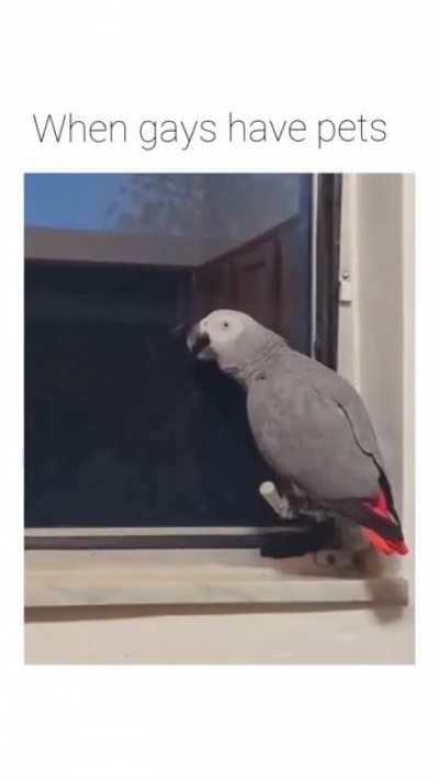 gay🦜irl