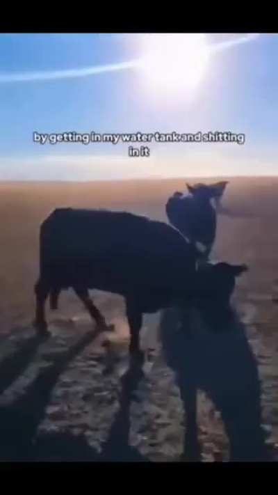 a farmer crashing out