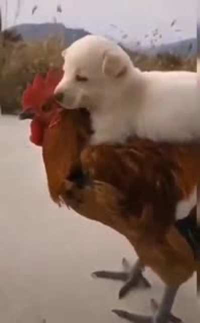 Puppy riding a huge cock
