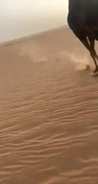 he just wants to play 