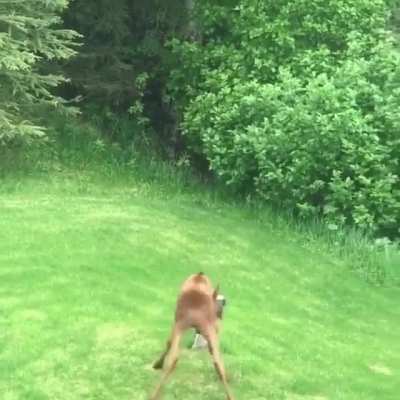 🔥 A little moose calf practicing their charges against a tree stump 🔥