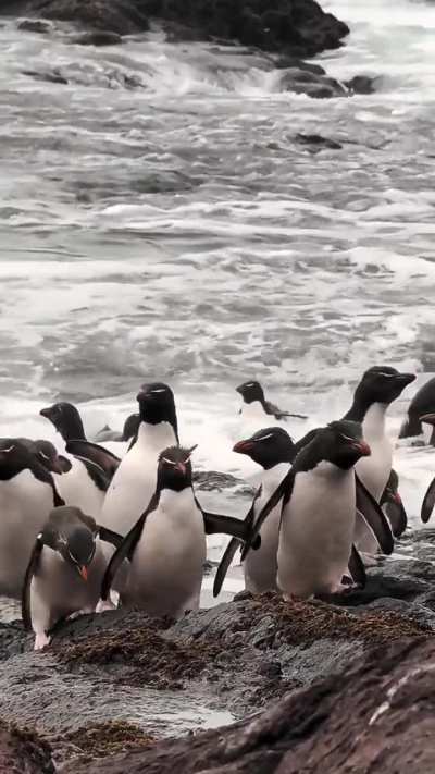 Así los pingüinos de Puerto Deseado regresan a su casa con la comida para sus pichones