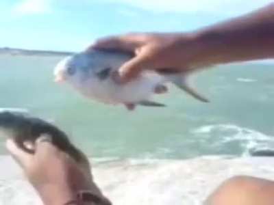 fish sex