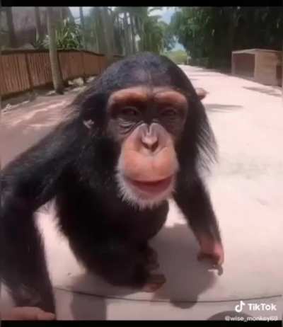 monke