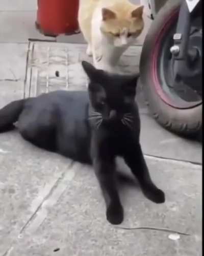 The wife doesn’t look happy 😹