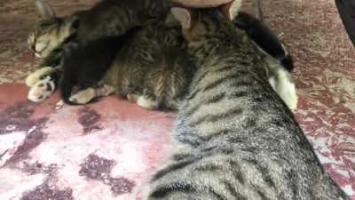 One of these kittens is not like the others…