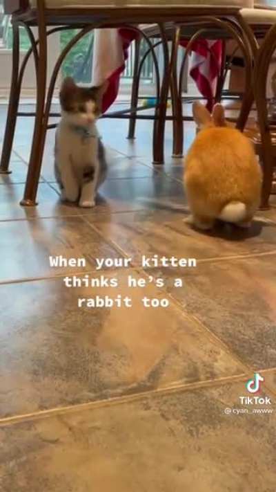 What a copy cat