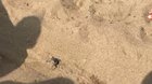 Bros helping a baby turtle reach the sea