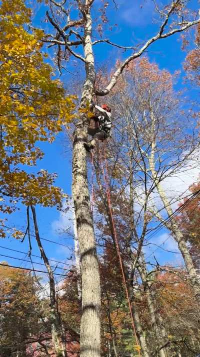 Yes I one handed my saw. But I came here to say. Most likely as a minority I HATE Srt. If it were ethical I’d spike every tree.
