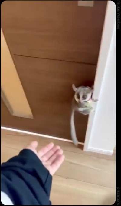 little hops