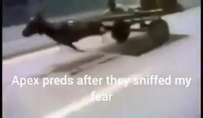They do be chasing