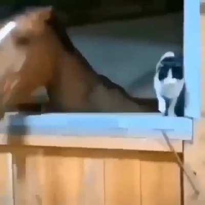 Título foi digitar F pro gato