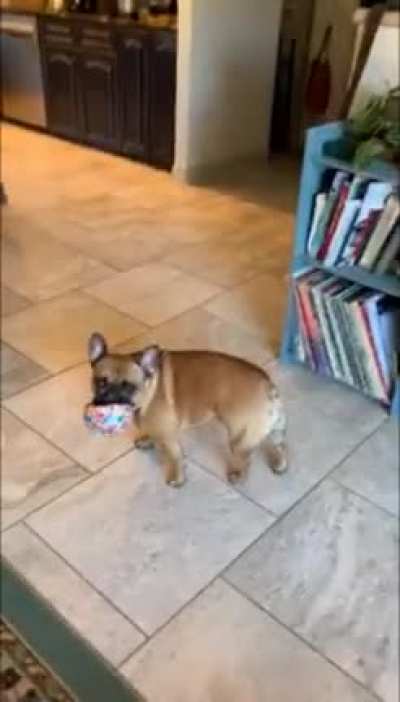Dog 2: heck on earth