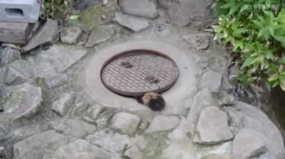 Rescue?
