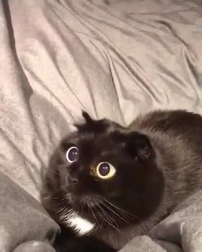 Those eyes at the end, though!