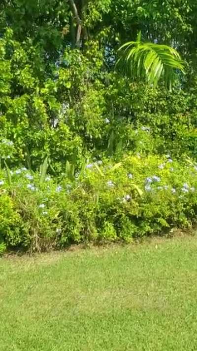 Jurassic Florida.