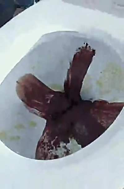 cursed_poop_orgy