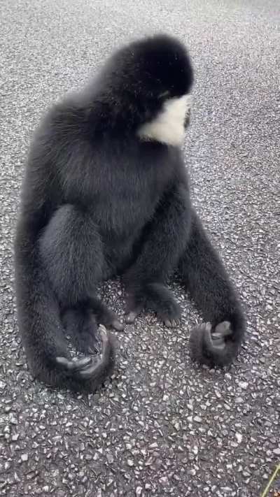 White-cheeked gibbon coming for the grapes