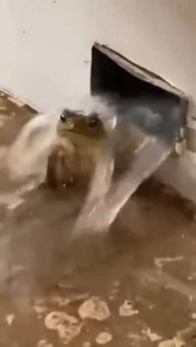 Frog?