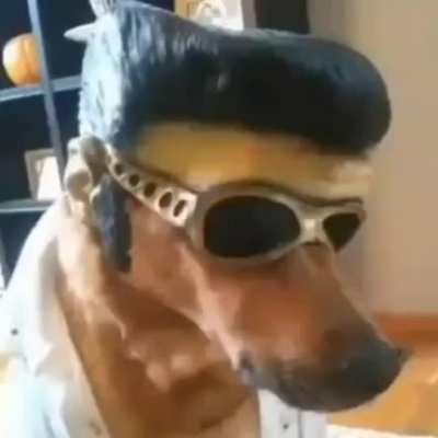 ¿Como le hacen los perros para ser tan fachas?