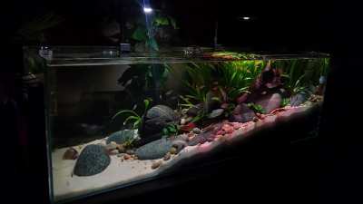 Fishes